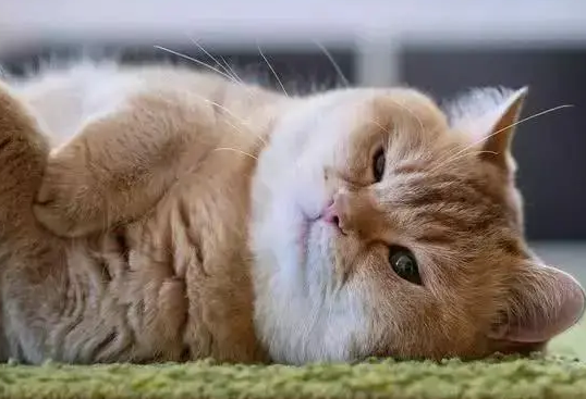 母猫预产期到了呼吸急促