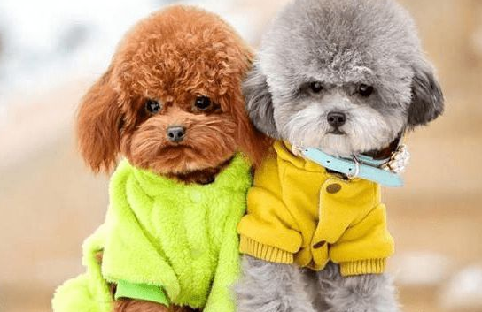养泰迪绝不能犯的禁忌 养泰迪绝不能犯的禁忌