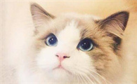 布偶与蓝猫生的猫长什么样