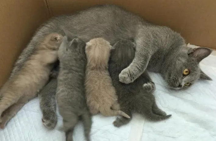 蓝猫和田园猫配出来长什么样