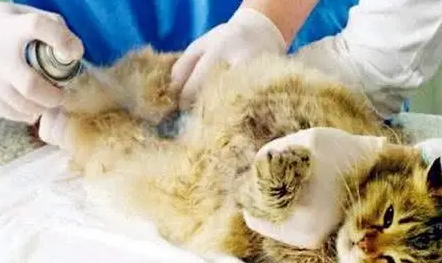 母猫子宫感染的症状