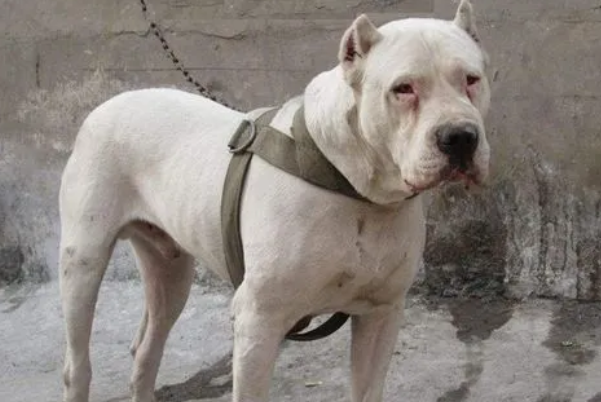 杜高幼犬挑选方法,你们真的清楚吗? 杜高幼犬挑选方法,你们真的清楚吗?