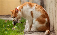 饲养攻略:流浪猫为什么会要跟着人走呢?