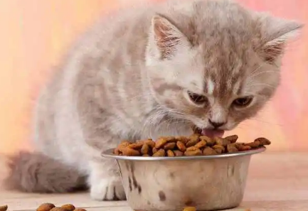 为什么我家猫咪吃的特别少 为什么我家猫咪吃的特别少
