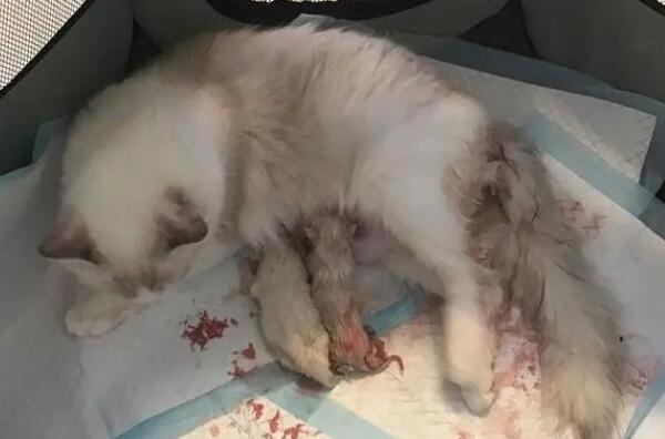 猫咪难产在家怎样处理 猫咪难产在家怎样处理