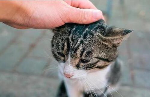 猫咪的道歉方式