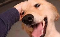 狗眼中的主人也是狗吗