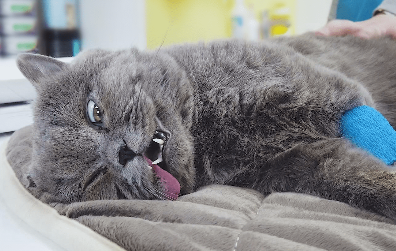 猫咪绝育之后会不会变脏