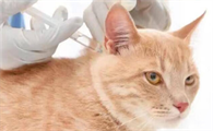 猫第三针和狂犬疫苗要多少钱