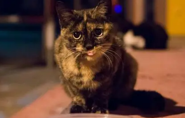 流浪猫咬伤会得狂犬病吗？最好及时治疗。