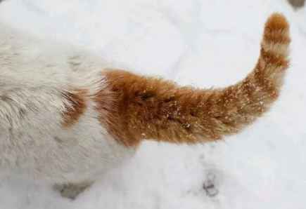 猫尾巴被夹了还能摇动有事吗