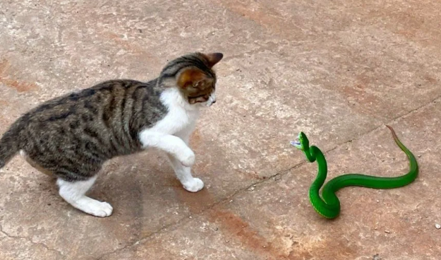 猫咪吃了毒蛇会死吗 猫咪吃了毒蛇会死吗