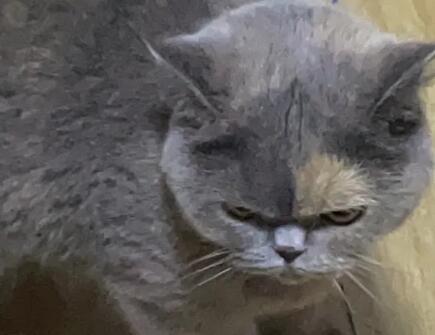 靠近猫咪就瞪人是为什么呢 靠近猫咪就瞪人是为什么呢