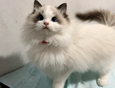 张宝彤布偶猫舍的特点,快来看看吧~ 张宝彤布偶猫舍的特点,快来看看吧~