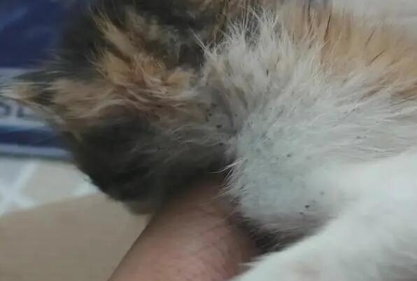 猫跳蚤怎么彻底消灭 猫跳蚤怎么彻底消灭