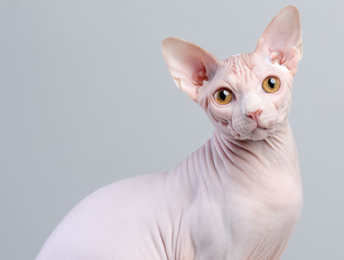 无毛猫有胡子吗？感兴趣的来看看吧
