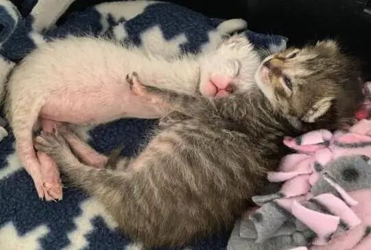 猫咪为什么奶水不够吃的原因 猫咪为什么奶水不够吃的原因
