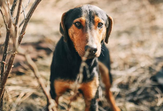 一文告诉你,田野小猎犬耳朵怎么清洁? 一文告诉你,田野小猎犬耳朵怎么清洁?