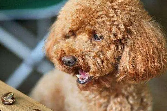 狗吃了发霉的东西补救