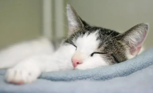 猫咪为什么起床困难的叫呢 猫咪为什么起床困难的叫呢