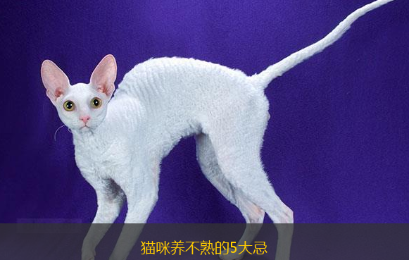 猫咪养不熟的5大忌 猫咪养不熟的5大忌