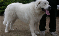 中国允许养大白熊犬的城市
