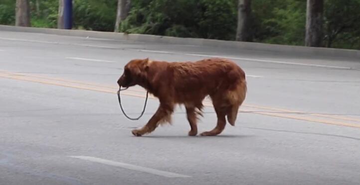 狗狗从高处跳下腿一瘸一拐
