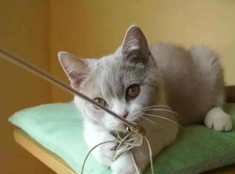 猫玩逗猫棒很凶不松口
