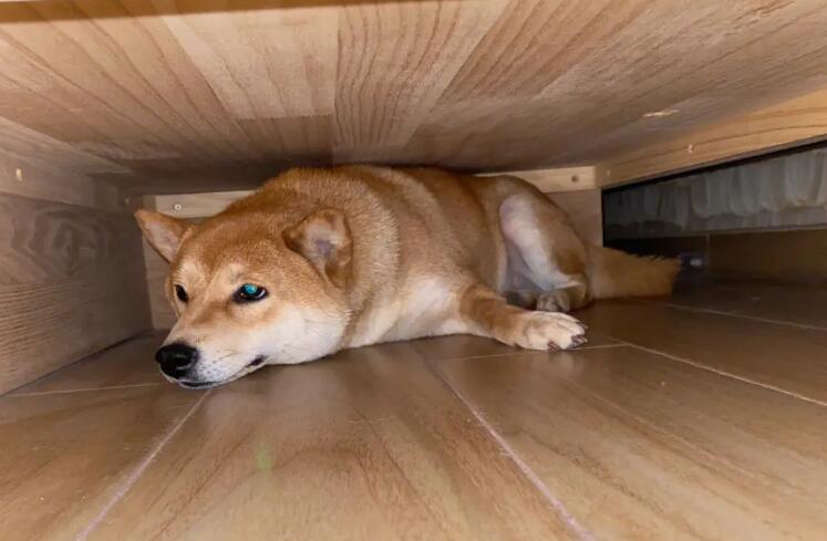 狗为什么老爱趴床底