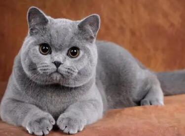 蓝猫一天喂几次猫粮?这是正常现象吗? 蓝猫一天喂几次猫粮?这是正常现象吗?