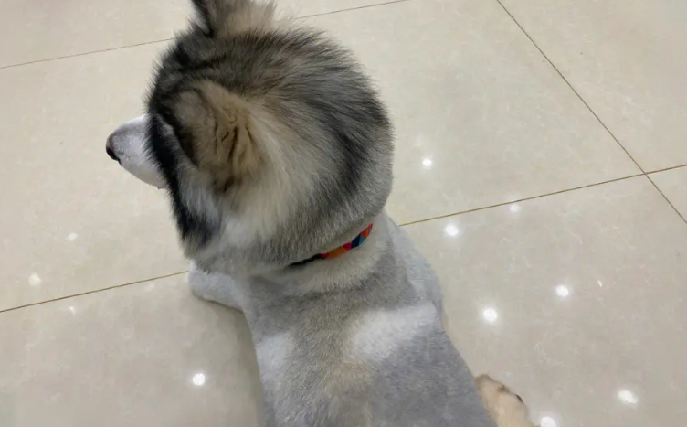 阿拉斯加几个月换毛?一起来看看吧 阿拉斯加几个月换毛?一起来看看吧