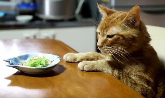 猫咪为什么会偷食啊 猫咪为什么会偷食啊
