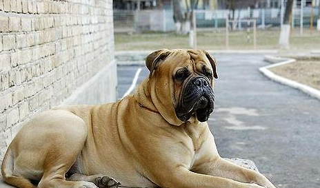 哪里能买到马士提夫犬