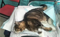 猫子宫蓄脓吃什么药