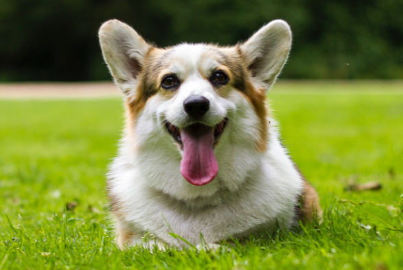 柯基犬怎么训听话