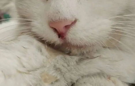 猫咪流口水,透明的不臭 猫咪流口水,透明的不臭