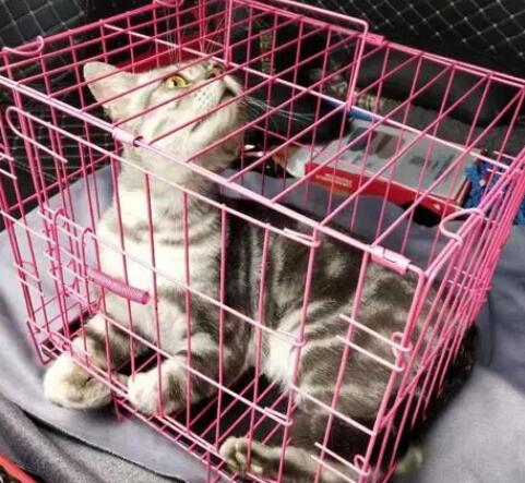 高铁托运猫咪的流程及价格