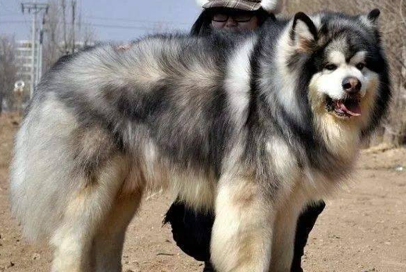 阿拉斯加犬瘟症状是什么样的？来看看吧