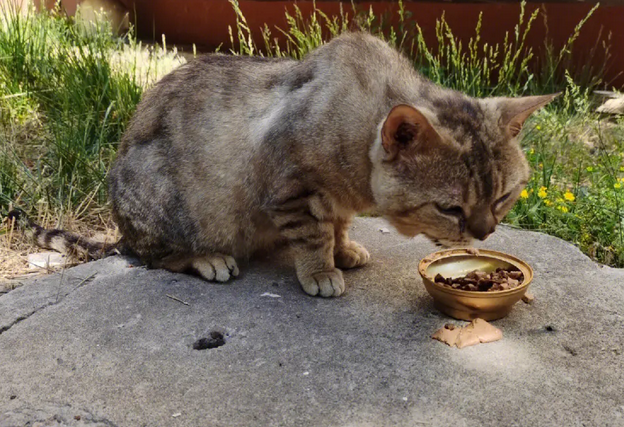 给野猫喂食会认主吗