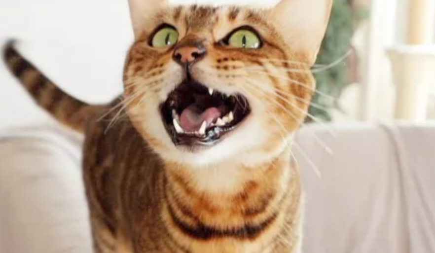 猫狗对地震的感知 猫狗对地震的感知