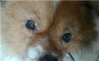 犬瘟狗狗眼睛的变化