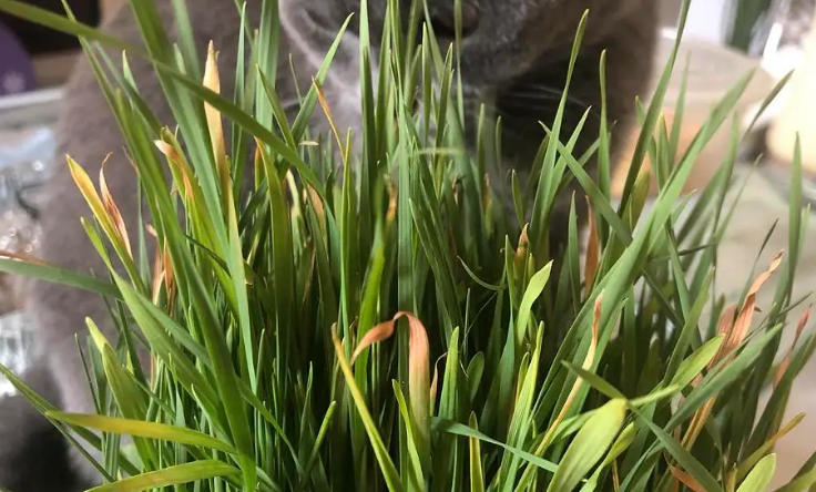 猫草黄了还能吃吗 猫草黄了还能吃吗