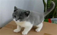 萌宠小知识：英短蓝猫可以喝纯牛奶吗？