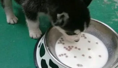 怎么从泡狗粮到干狗粮 怎么从泡狗粮到干狗粮