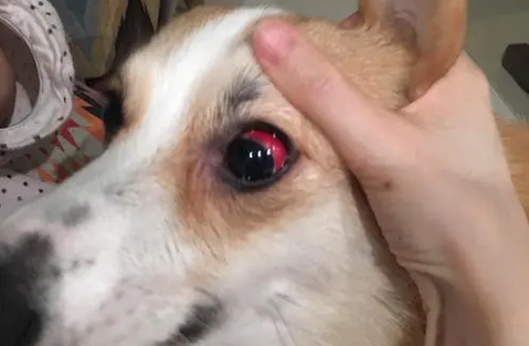 狗狗眼白发红是什么原因引起的