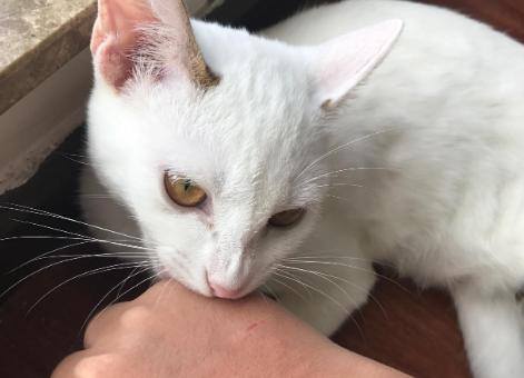 猫抓伤主人会愧疚吗 猫抓伤主人会愧疚吗