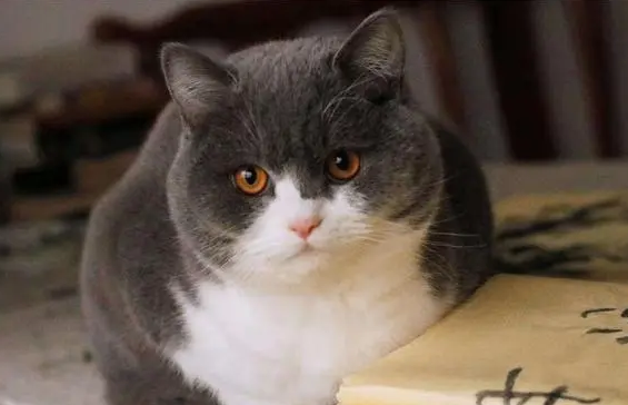 为什么我们小时候喜欢猫咪呢