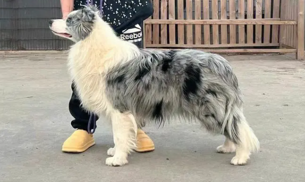 三色陨石边牧值钱吗 三色陨石边牧值钱吗
