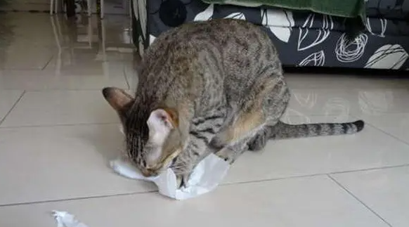 猫咪抓烂纸巾是为什么原因