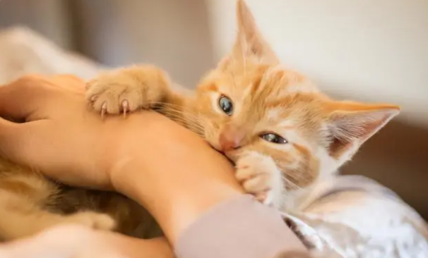 猫咪为什么会喜欢咬胳膊呢
